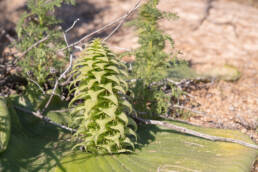 Pineapple Hedgehog Lily (Massonia bifolia)