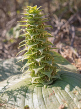 Pineapple Hedgehog Lily (Massonia bifolia)