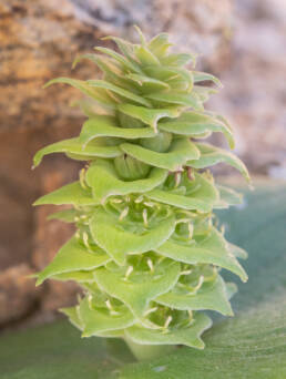 Pineapple Hedgehog Lily (Massonia bifolia)