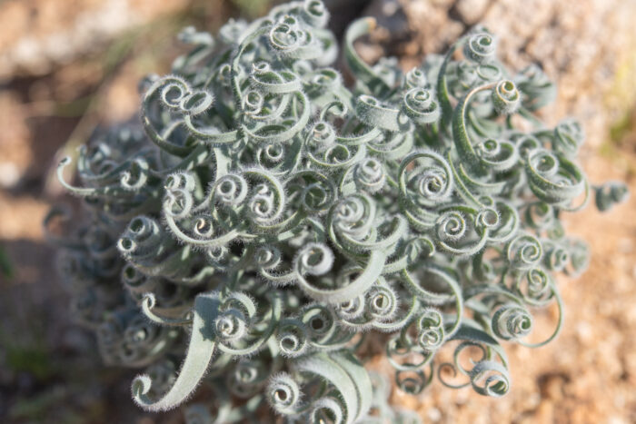 Woolly Kukumakranka (Gethyllis lanuginosa)