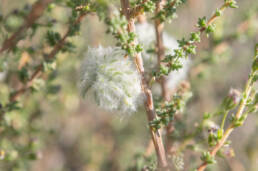 Cape plant (Eriocephalus)