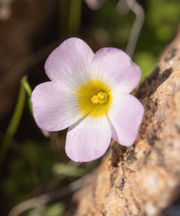 Yelloweye Woodsorrel (Oxalis obtusa)