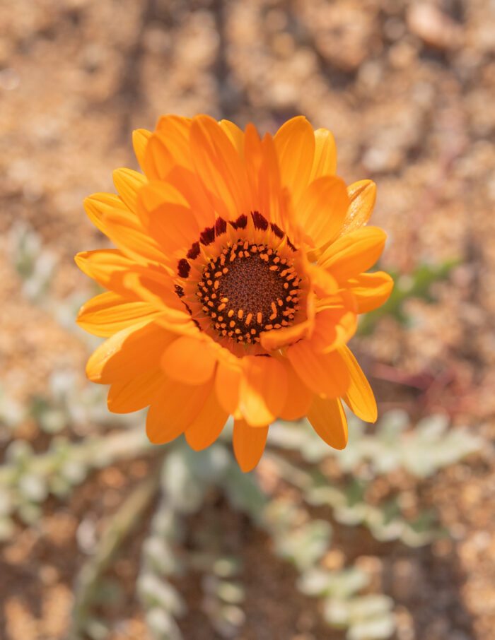 Monarch-of-the-Veldt (Arctotis fastuosa)