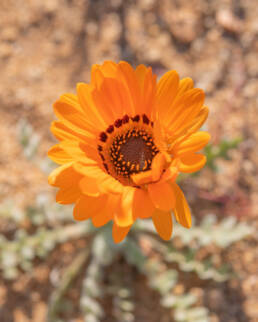 Monarch-of-the-Veldt (Arctotis fastuosa)