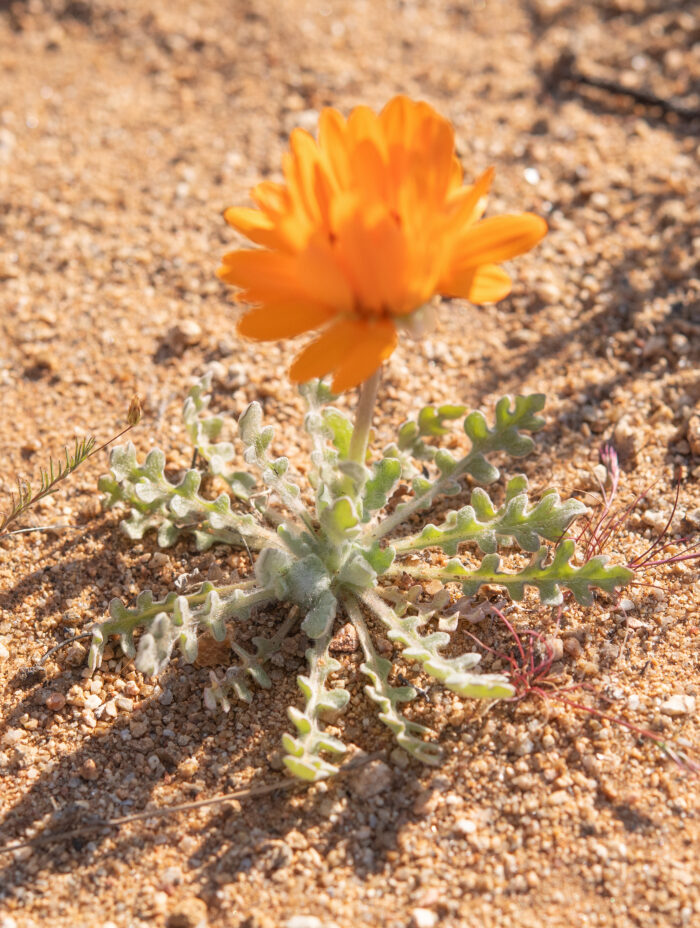 Monarch-of-the-Veldt (Arctotis fastuosa)