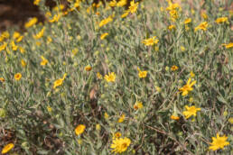 Cape plant (Osteospermum)