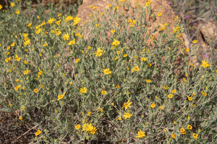 Cape plant (Osteospermum)