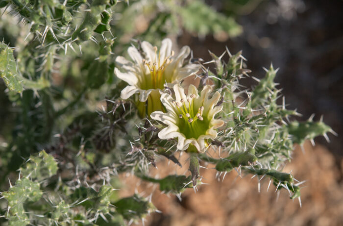 White Nectarcup (Codon royenii)