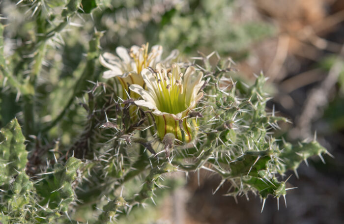 White Nectarcup (Codon royenii)