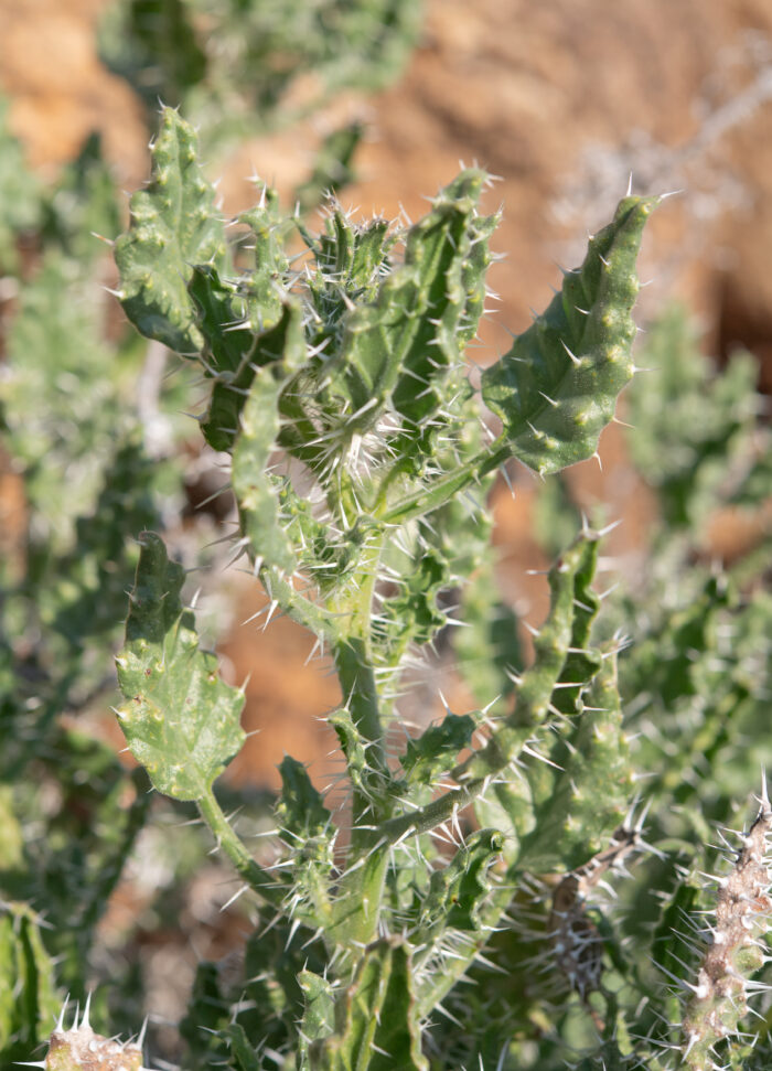 White Nectarcup (Codon royenii)