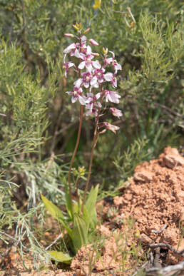 Orchid Ladieshand (Cyanella orchidiformis)