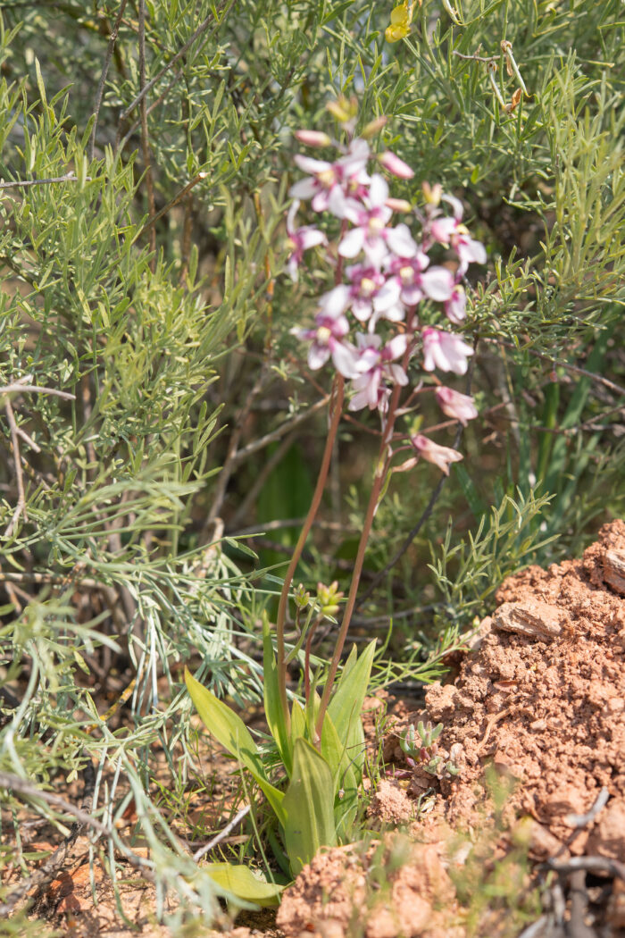 Orchid Ladieshand (Cyanella orchidiformis)