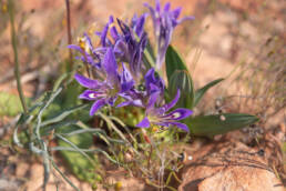 Namaqua Bentflower Bobbejaantjie (Babiana curviscapa)