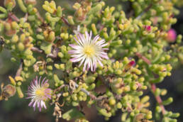 Cape plant (Aizoaceae)