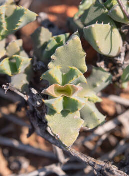 Cheiridopsis spiculata