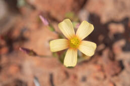 Yelloweye Woodsorrel (Oxalis obtusa)