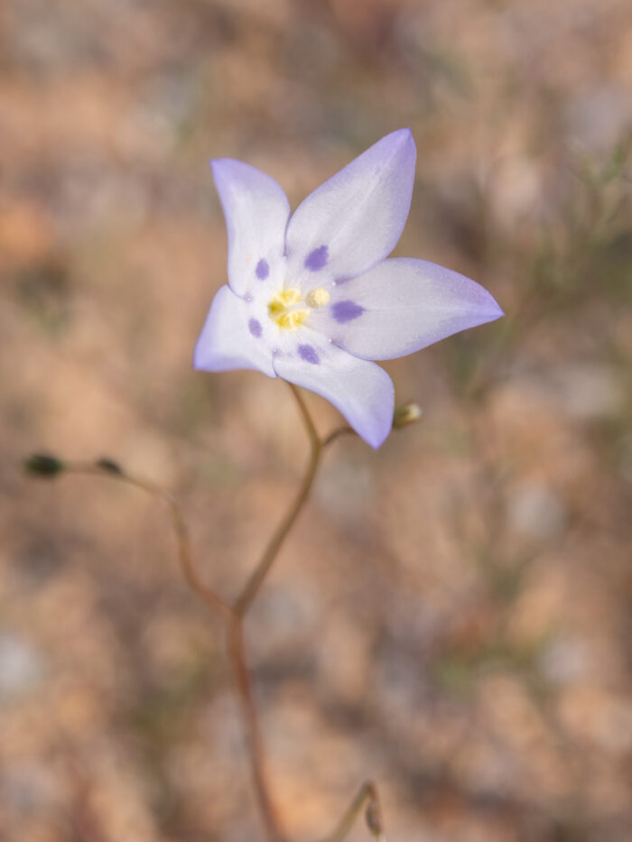 Showy Bluebell (Wahlenbergia annularis)