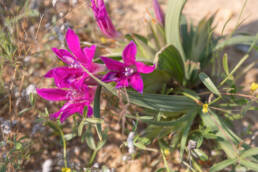 Namaqua Bentflower Bobbejaantjie (Babiana curviscapa)