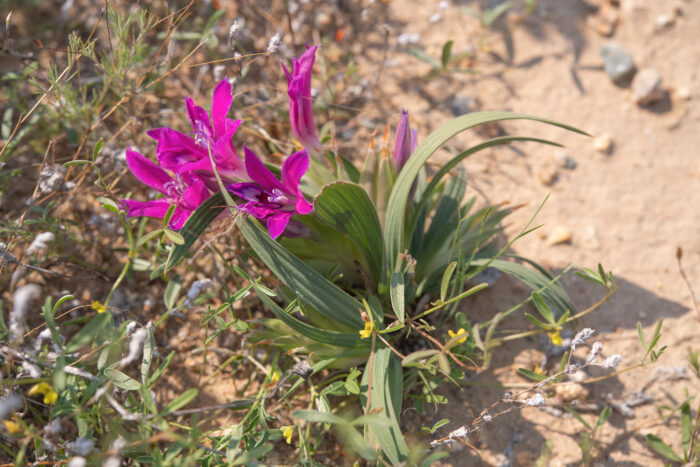 Namaqua Bentflower Bobbejaantjie (Babiana curviscapa)