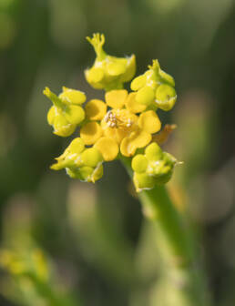 Yellow Milkbush (Euphorbia mauritanica)