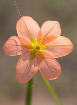 Two-leaved Cape Tulip (Moraea miniata)