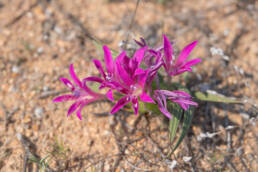 Namaqua Bentflower Bobbejaantjie (Babiana curviscapa)