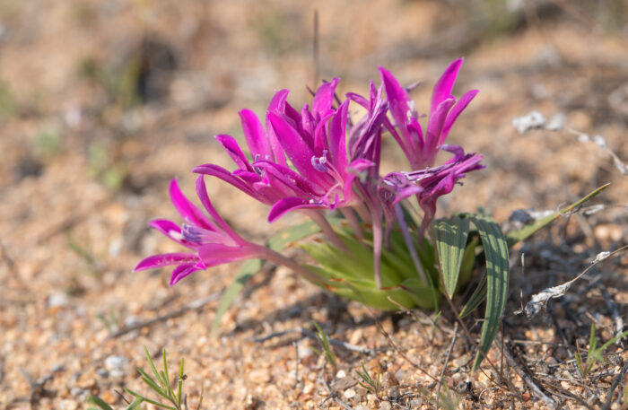 Namaqua Bentflower Bobbejaantjie (Babiana curviscapa)