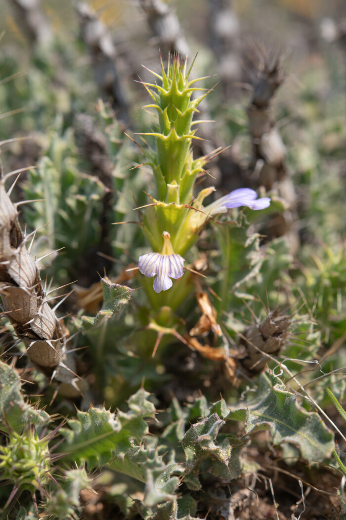 Acanthopsis scullyi