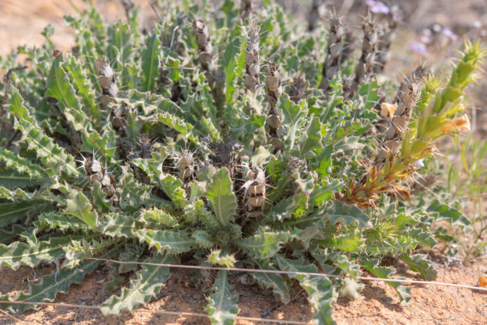 Acanthopsis scullyi