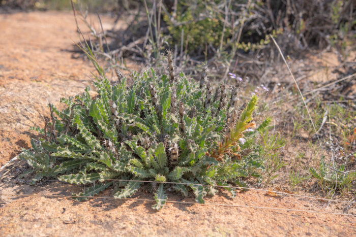 Acanthopsis scullyi