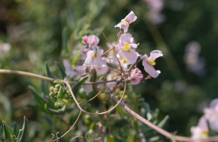 Coconut-Weed (Cysticapnos vesicaria)