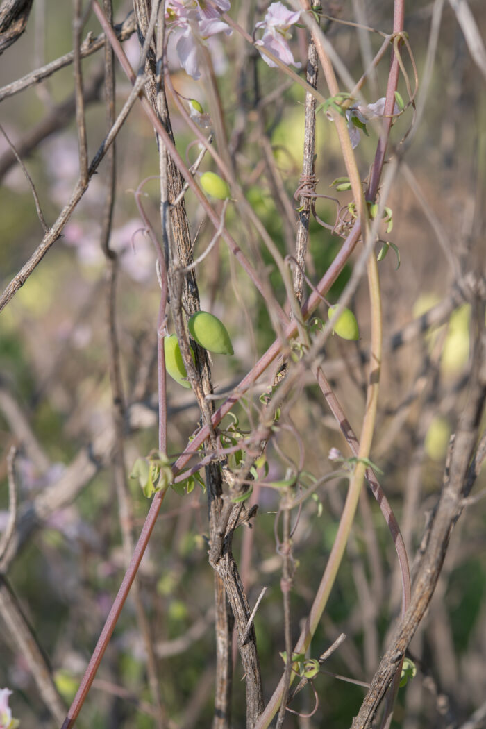 Coconut-Weed (Cysticapnos vesicaria)