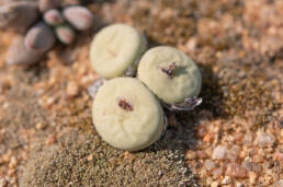 Cape plant (Conophytum)