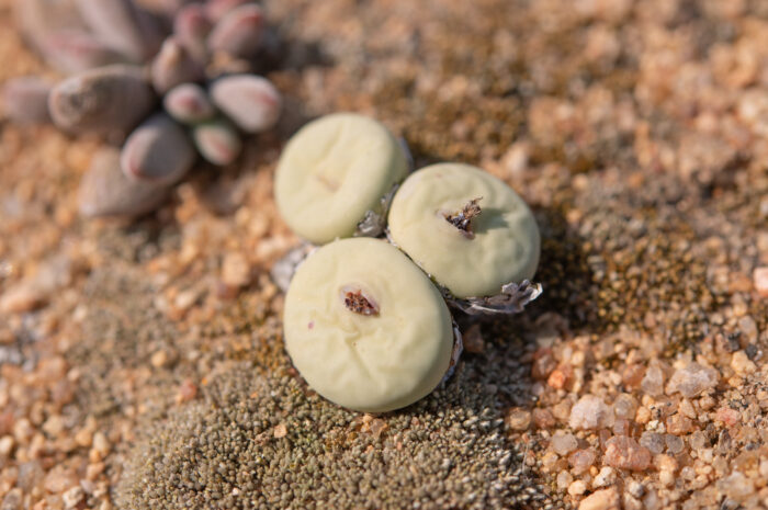 Cape plant (Conophytum)