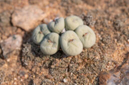 Cape plant (Conophytum)