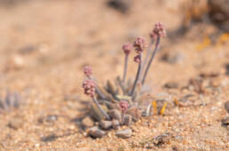 Crassula namaquensis