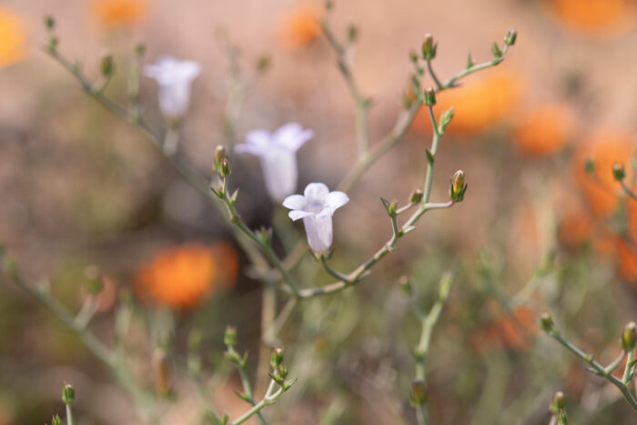 Wahlenbergia erophiloides