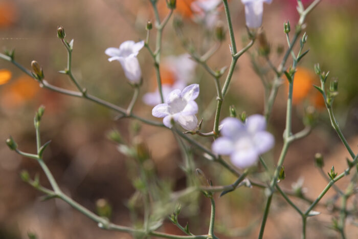 Wahlenbergia erophiloides