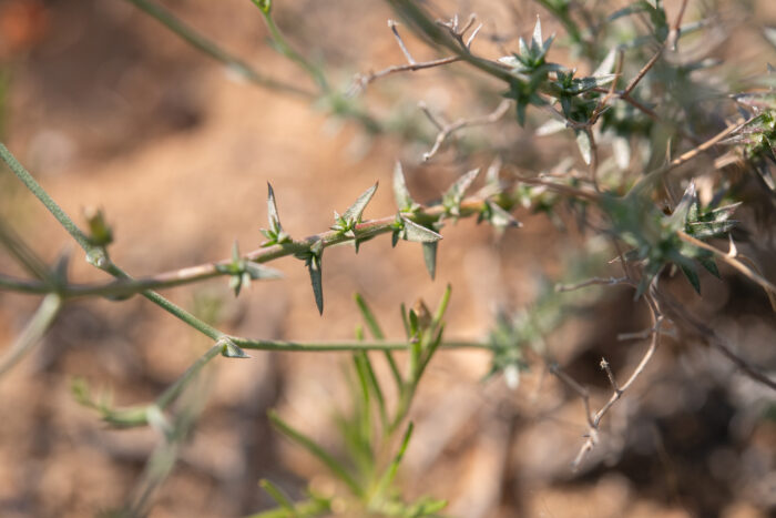 Wahlenbergia erophiloides