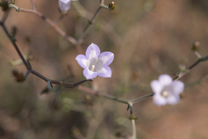 Wahlenbergia erophiloides