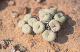 Cape plant (Conophytum)