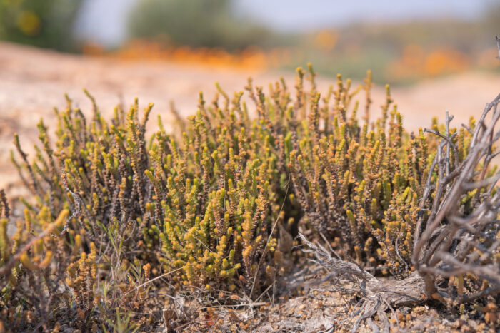 Lizard's-Tail (Crassula muscosa)