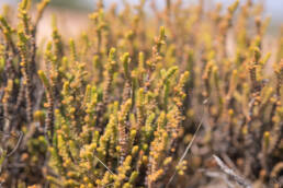 Lizard's-Tail (Crassula muscosa)