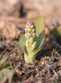 Cape plant (Lachenalia)