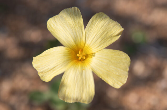 Yelloweye Woodsorrel (Oxalis obtusa)