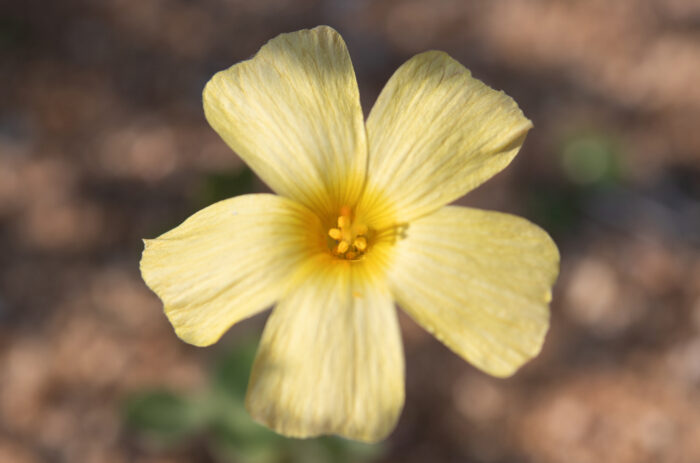 Yelloweye Woodsorrel (Oxalis obtusa)