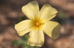 Yelloweye Woodsorrel (Oxalis obtusa)