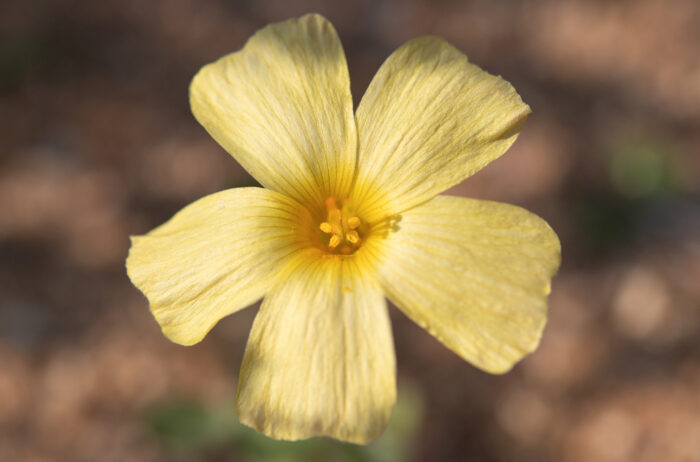 Yelloweye Woodsorrel (Oxalis obtusa)