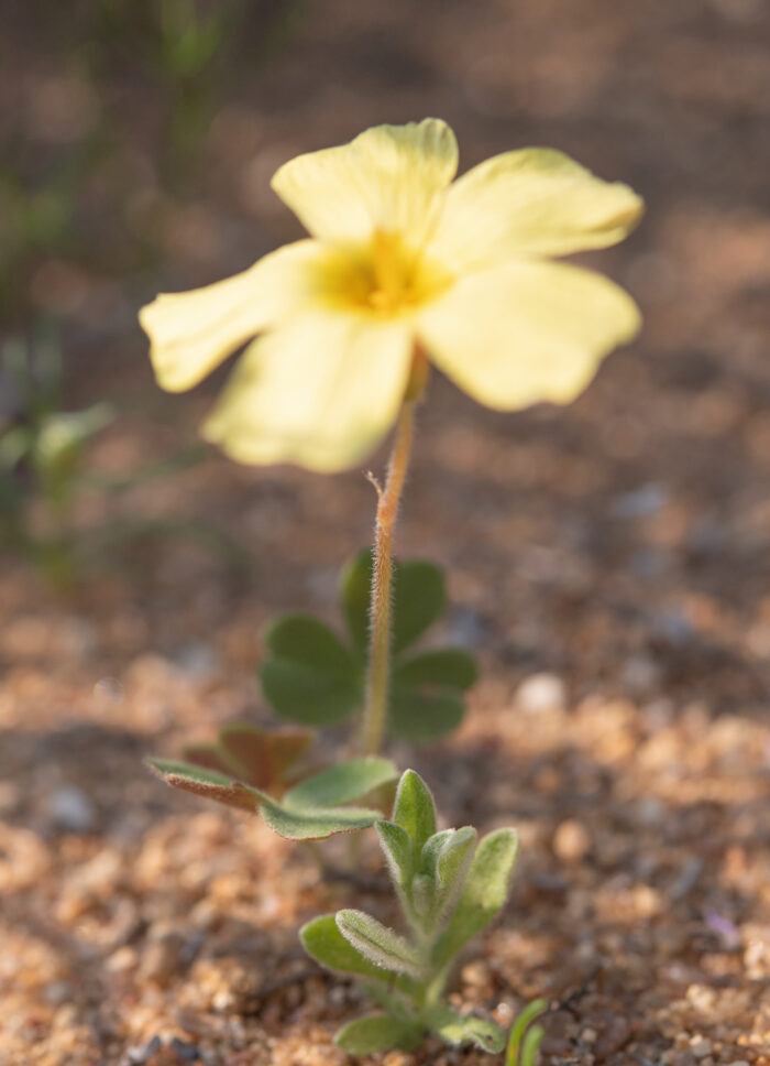 Yelloweye Woodsorrel (Oxalis obtusa)