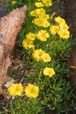 Namaqua Sorrel (Oxalis namaquana)